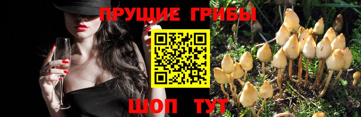 Псилоцибиновые грибы Psilocybe  Вход с VPN  Галлюциногенные грибы мухоморы  Верхний Уфалей 